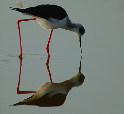 Black-winged Stilt reflection