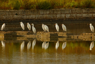 Cattle Egrets  @ dusk