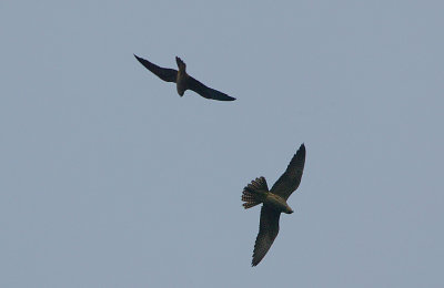 Eleonoras Falcon juveniles playing