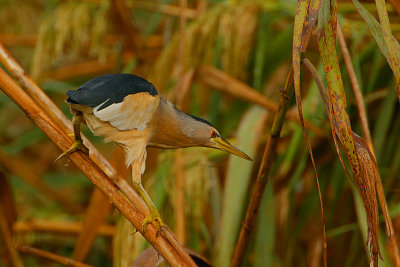 Little Bittern male