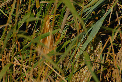 Little Bittern juvenile