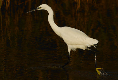 Little Egret