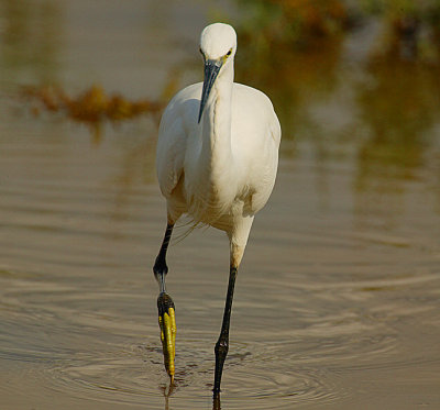 Little Egret -big banana feet!