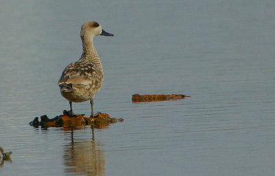 Marbled Duck