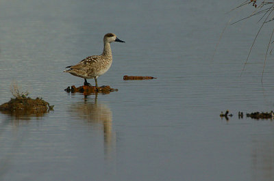 Marbled Duck