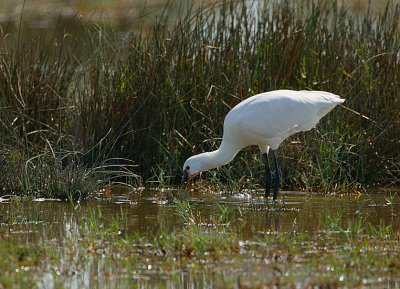 Spoonbill