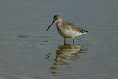 Spotted Redshank