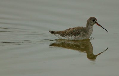 Spotted Redshank