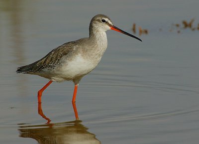 Spotted Redshank