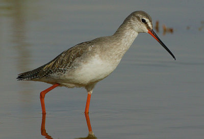 Spotted Redshank