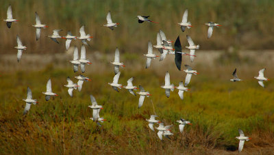 Spotted Redshank flock with B-w Stilts  & Marsh Sandpiper