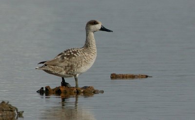 Marbled Duck