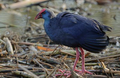 Purple Gallinule