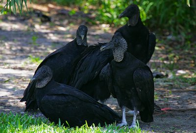 Black Vultures (Coragyps atratus)  loafing