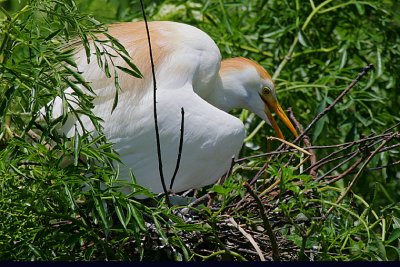 Cattle Egret (Bubulcus ibis)  shading nest