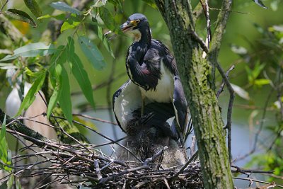 Tricoloured Heron (Egretta tricolor) nest