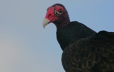 g3/92/811692/3/89394407.nZTnZe1q.jpg