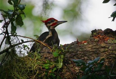 Pileated Woodpecker (Dryocopus pileatus) male