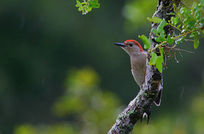 Red-bellied Woodpecker (Melanerpes carolinus)