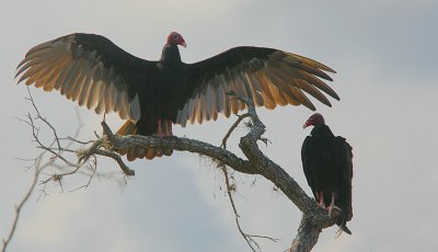 Turkey Vulture (Cathartes aura) pair drying out