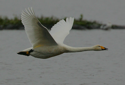 Whooper Swan in flight