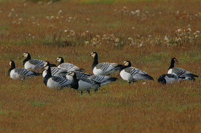 Barnacle Geese -small migrating flock @ Edenside, Fife