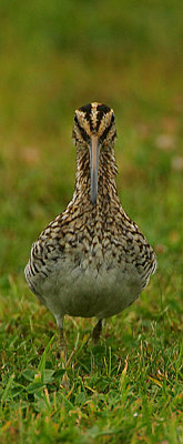 Common Snipe