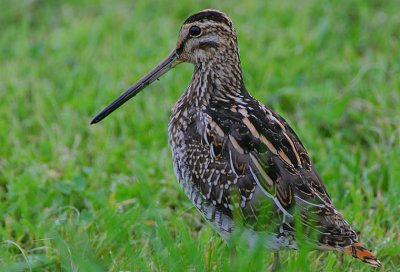 Common Snipe