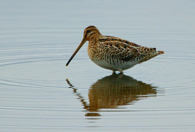 Common Snipe  dawn