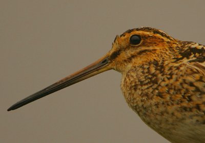 Common Snipe headshot