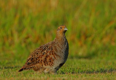 Grey Partridge(Perdix perdix)