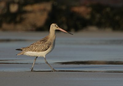 Bar-tailed Godwit (Limosa lapponica)
