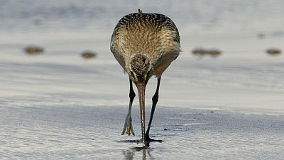 Bar-tailed-Godwit feeding