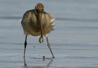 Bar-tailed-Godwit feeding