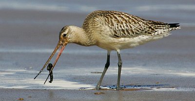 Bar-tailed-Godwit feeding