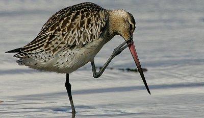 Bar-tailed-Godwit grooming