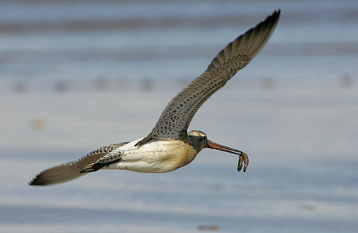 Bar-tailed-Godwit in flight