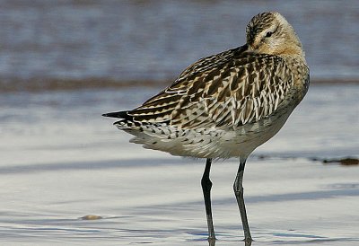 Bar-tailed-Godwit roosting