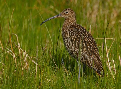 Curlew