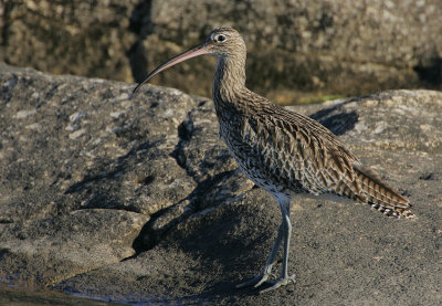 Curlew