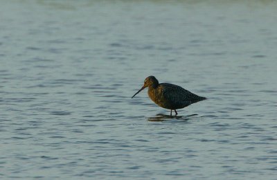Spotted Redshank @ Musselburgh Lagoons
