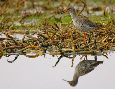 Common Redshank