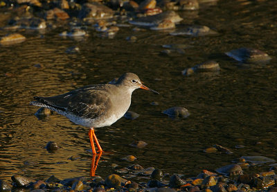 Common Redshank