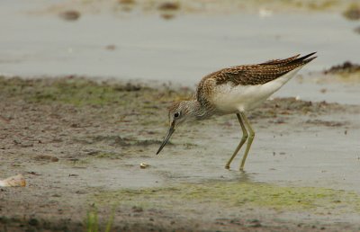 Greenshank