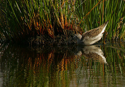 Greenshank