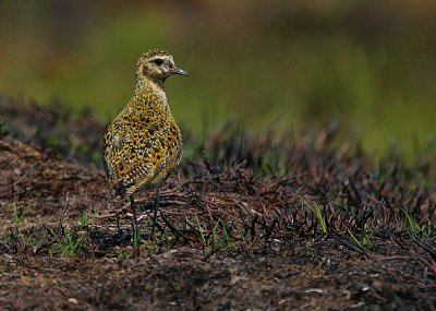 Golden Plover in summer plumage