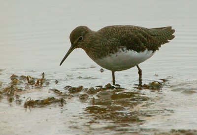 Green Sandpiper