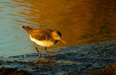 Green Sandpiper  @ sunset