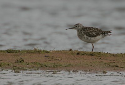 Wood Sandpiper