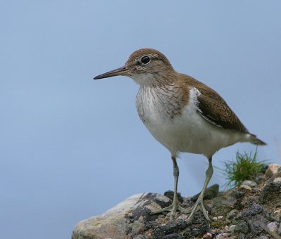 Common Sandpiper